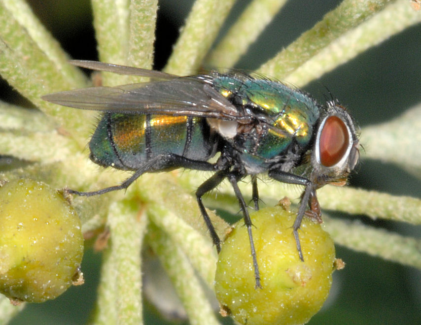 Immagini di macrofotografia